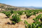 La Movida, mehr als sechzig Jahre alte Weinreben auf Schieferboden